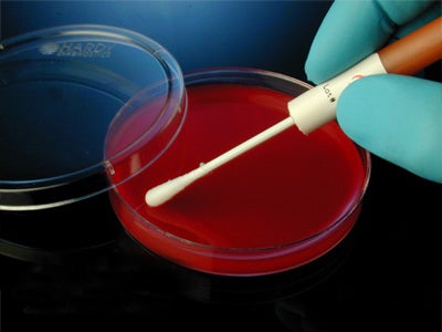 Quality Control Organism Kwik-Stik™ Duo-Pak™ Bacteroides Vulgatus, ATCC® 8482™ Lyophilized Pellet 2 Swabs Anaerobic Blood Agar