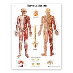 Anatomical Chart American 3B Scientific® Nervous System Paper Glossy