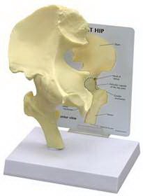 Anatomical Model GPI Anatomicals® Basic Hip Adult Full Size