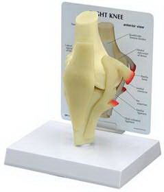 Anatomical Model GPI Anatomicals Basic Knee Adult Full Size