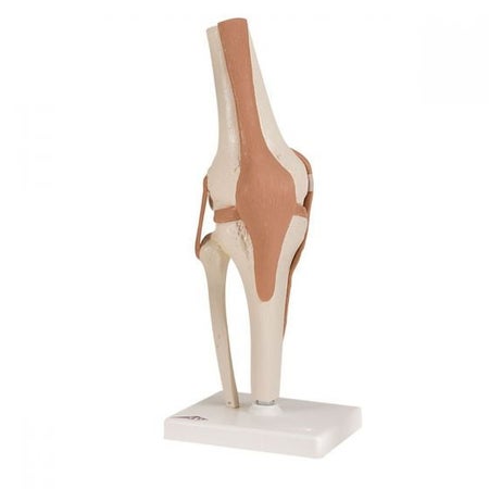 Knee Model FEI