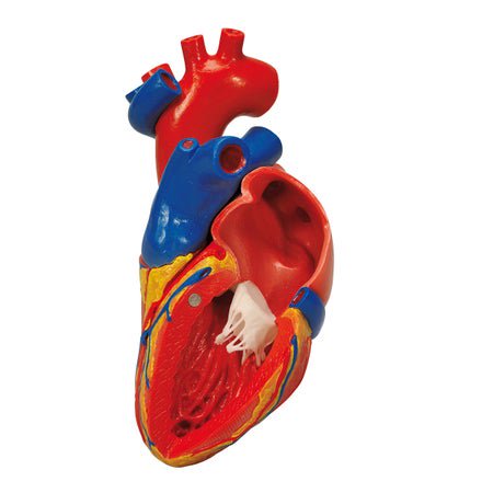 Heart with Bypass Model 1 lb.