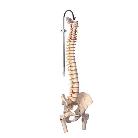 Spine Model 3B Scientific® Flexible 3.9 lbs.