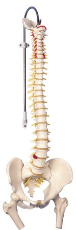Spine with Femur Heads Model Flexible 6 lbs.