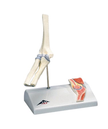 Mini Elbow with Cross Section of Bone Model 2 lbs.