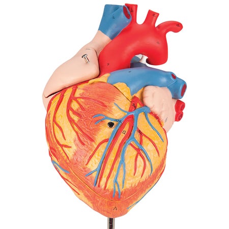 Heart Model 3B Scientific® 2.87 lbs.