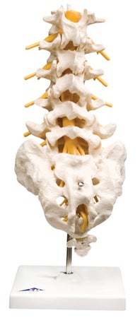 Lumbar Spinal Column Model 2 lbs.