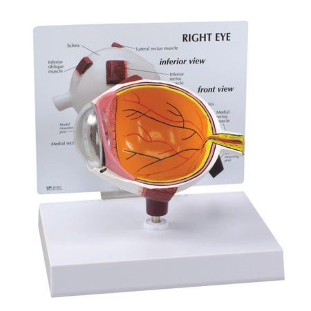 Eye Model 3B Scientific®