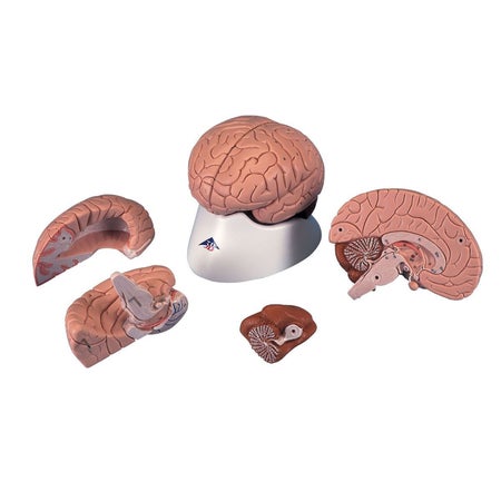 Brain Model 3B Scientific® 1.98 lbs.