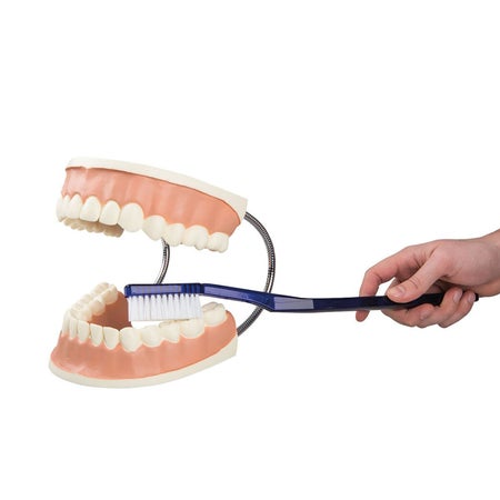 Giant Dental Care Model 3B Scientific® 3.30 lbs.