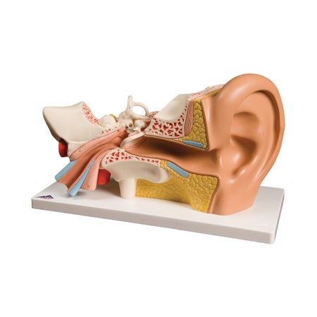 Ear Model 4 lbs.