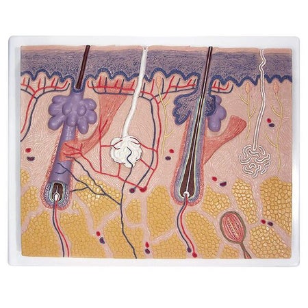 Skin Section Model 3B Scientific® 2.2 lbs.