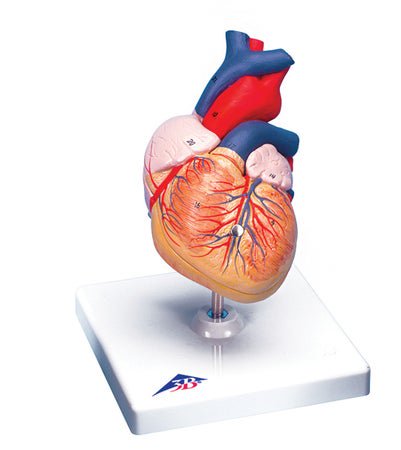 Heart Model 2 lbs.