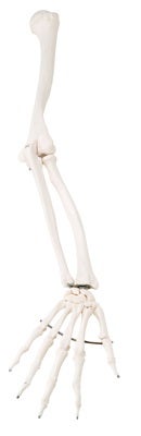 Arm Model 3B® Scientific Right Arm Gender Neutral Adult 1 lbs. Plastic / Wire