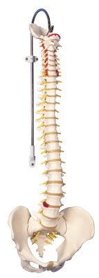 Didactic Flexible Spine Model 3B® 6 lbs.