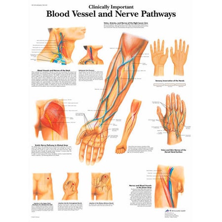Blood Vessels and Nerve Pathways Laminated 3B Scientific