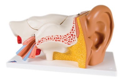 Ear Model 3B® 4 lbs.
