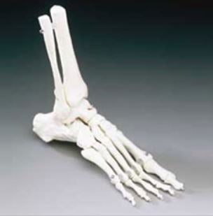Foot Model Life Size Plastic