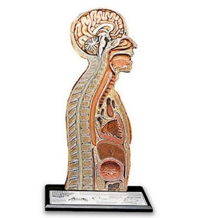 Nasogastric Tube Feeding Model