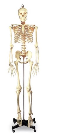 Skeleton Model Wolters Kluwer Full Size 5 Foot 6 Inch 46 lbs.