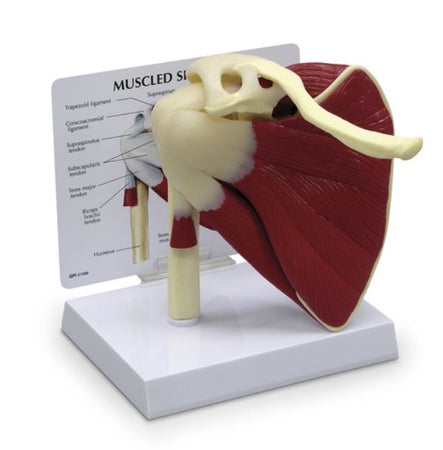 Muscled Shoulder Model Galloway Plastics®