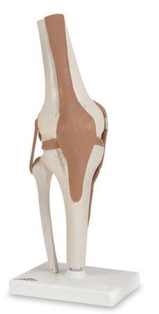 Knee Model American 3B Scientific™