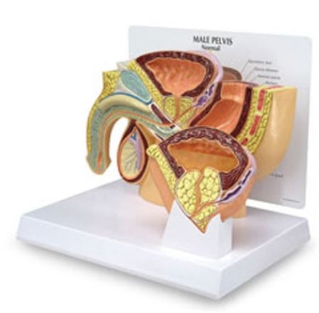 Male Pelvis and BPH Model Male