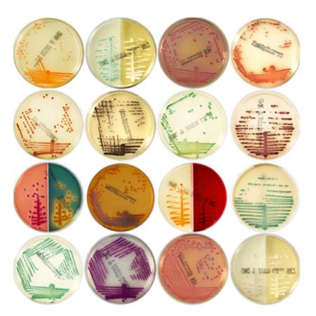 Culture Media chromID® Strepto B Agar Mono-Plate Format