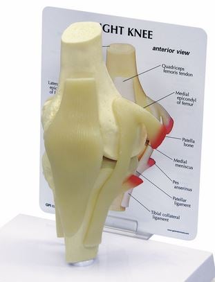 Knee Model Galloway Plastics Full-Size 2 lbs.