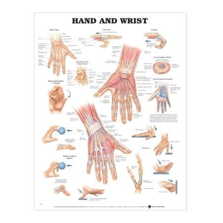 Anatomical Chart Anatomical Chart Co Hand And Wrist