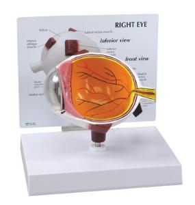 Anatomical Model GPI Anatomicals® Eye Model