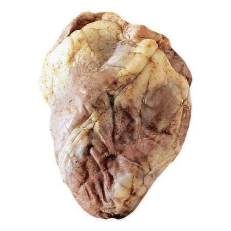 Preserved Dissection Specimen Ward's® Sheep Heart without Pericardium