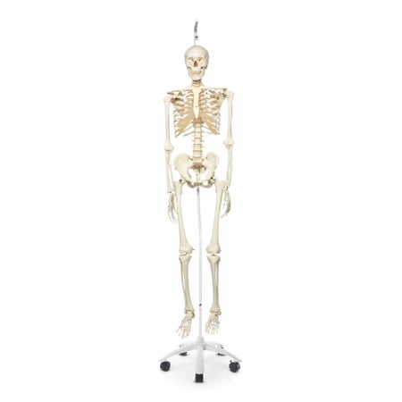 Skeleton Model Stan the Standard Stan Unisex Plastic