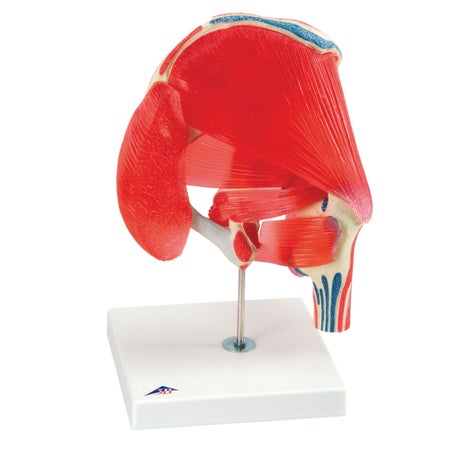 Anatomical Model 3B® Muscled Hip Full Size 1.1 lbs.