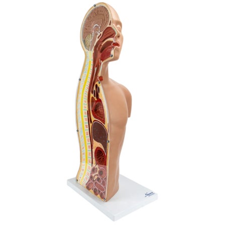 Nasogastric Tube Torso Model Unisex Synthetic Material