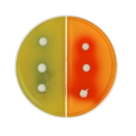 Culture Media DermDuet™ II Rapid Sporulation Medium (RSM) / Dermatophyte Test Medium (DTM) Red / Blue-Green Bi-Plate