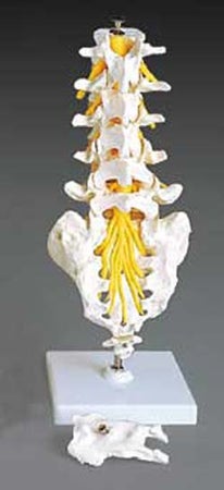 Vertebrae Model Flexible Lumbar