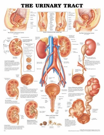 Anatomical Chart Urinary Tract 20 X 26 Inch Plastic Wall Mount Laminated
