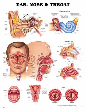 Anatomical Chart Ear, Nose and Throat 20 X 26 Inch Plastic Wall Mount Laminated