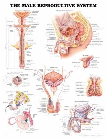 Anatomical Chart Male Reproductive System 20 X 26 Inch Plastic Wall Mount Laminated