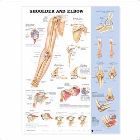 Anatomical Chart Shoulder and Elbow 20 X 26 Inch Plastic Wall Mount Laminated
