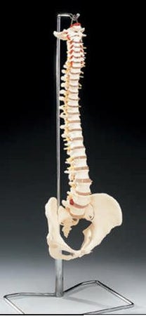 Vertebrae Model