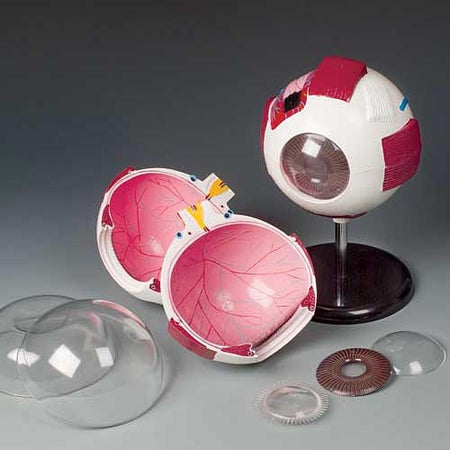Eye Model
