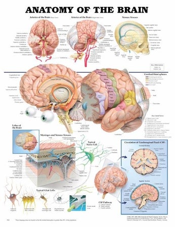 Anatomical Chart Anatomy of the Brain 20 X 26 Inch Heavy Paper Laminated