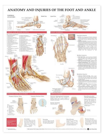 Anatomical Chart Foot and Ankle 20 X 26 Inch Paper Grommets Laminated