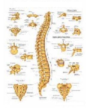 Anatomical Chart Vertebral Column 20 X 26 Inch Heavy Paper Laminated