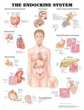 Anatomical Chart Endocrine System 20 X 26 Inch Heavy Paper Laminated