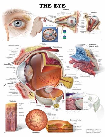 Anatomical Chart Eye 20 X 26 Inch Heavy Paper Laminated