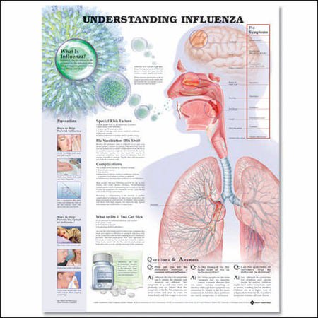 Anatomical Chart Understanding Influenza 20 X 26 Inch Heavy Paper Laminated