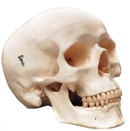 Skull Model Careforde™ Plastic